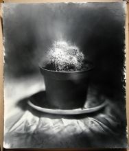 Обратная перспектива, кактус