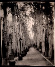 Иран, платановая аллея