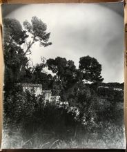 Пейзаж с соснами