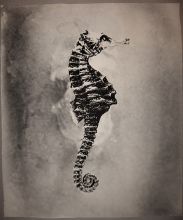 Морской конек