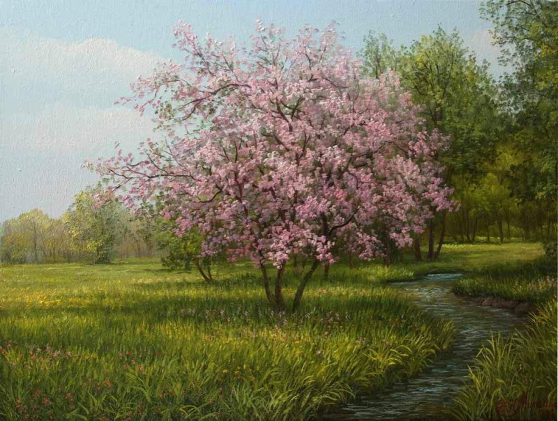 Цветущий абрикос 