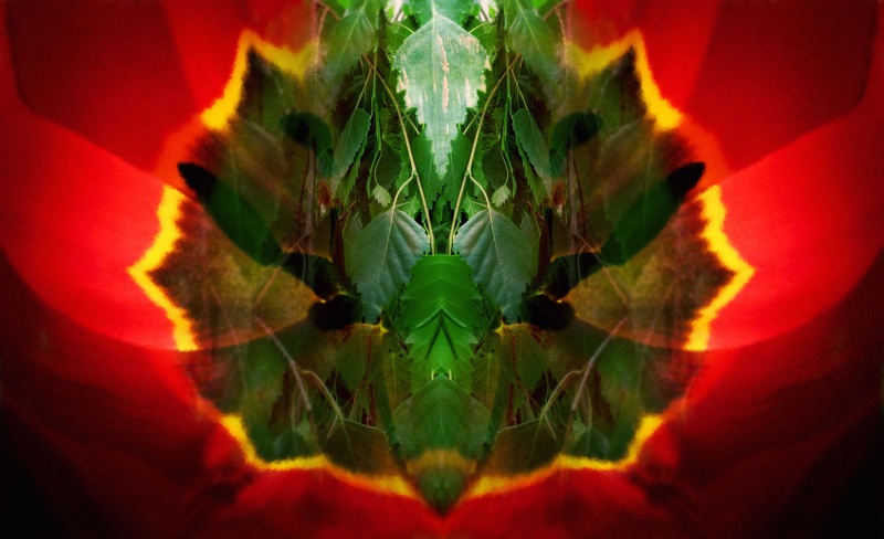 Аленький цветочек