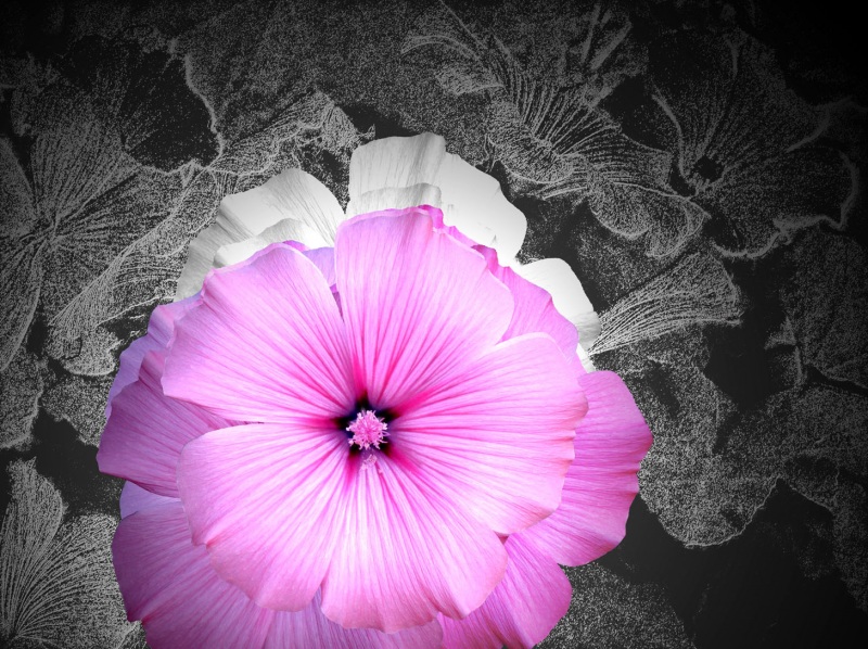 Белый с розовым