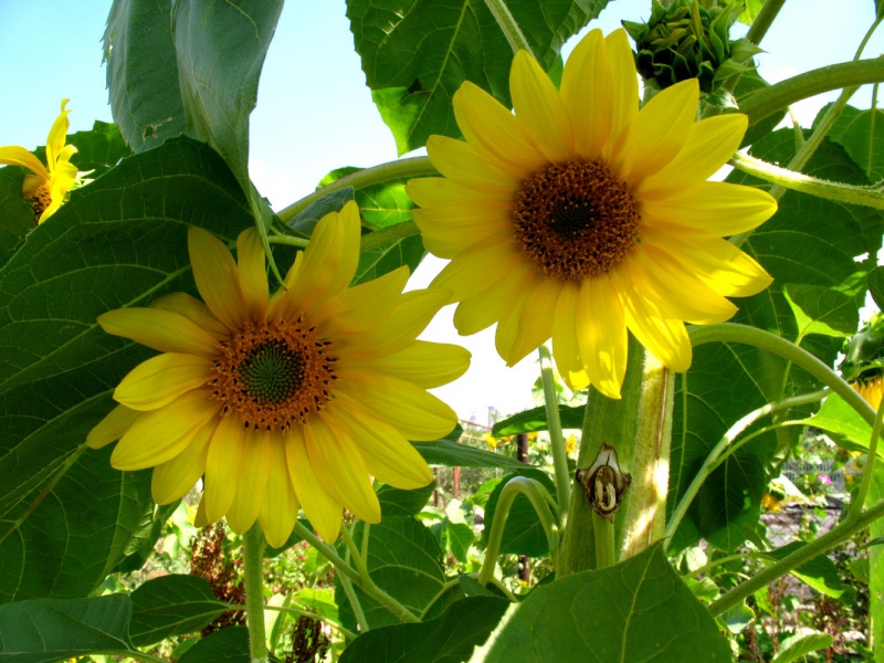 Глаза цветов