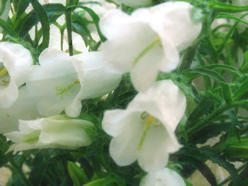 Колокольчики