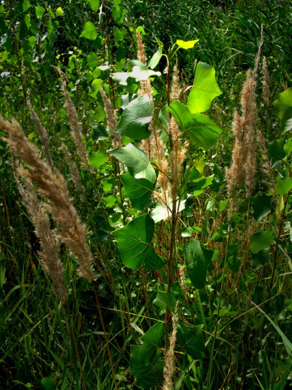 ЛМЛ (лучик мой любимый) в траве