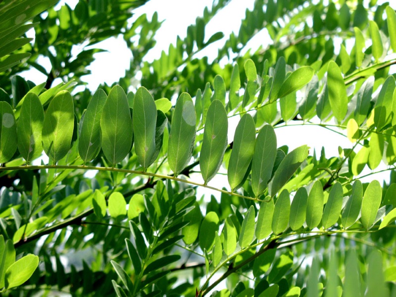 Лиственные пальчики