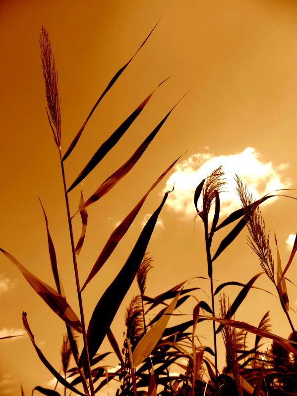 Плывут облака