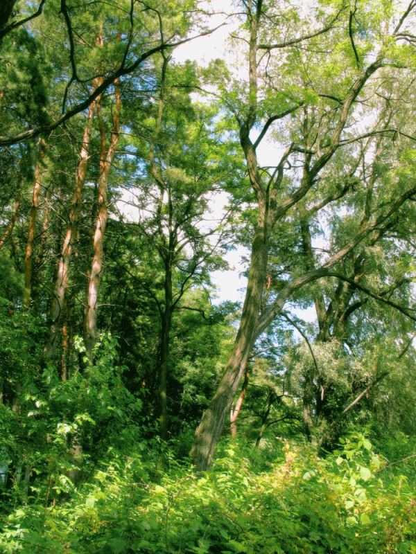 Солнечный ветер