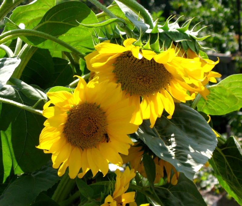 Тень для любимой