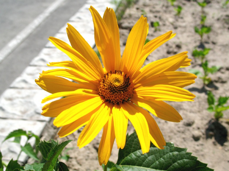 Жизнь при дороге