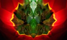 Аленький цветочек