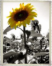 Аллегория гордости