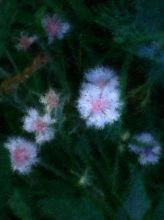 Белое на зелёном