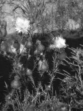 Эстетика колючей красоты