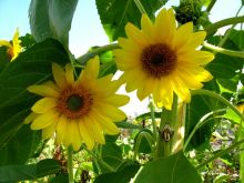 Глаза цветов