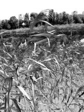 Куриное озеро