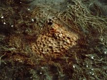 Кусочек Марса