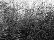 Стена ветра