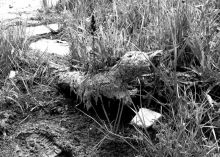 Вырваться из болота!