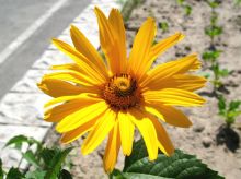 Жизнь при дороге