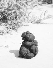 Зверушка на дороге