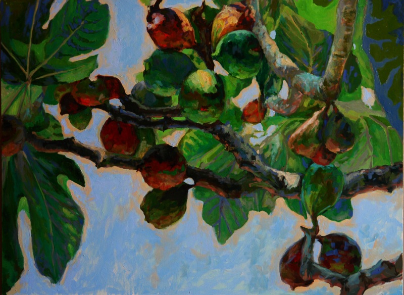 Смоковница.