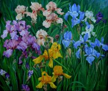 Ирисы....