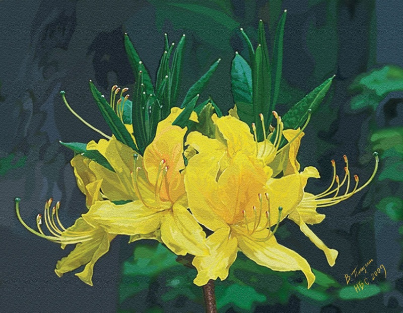 Рододендроны