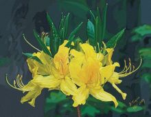 Рододендроны