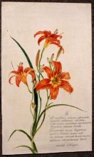 Лилии и стихи