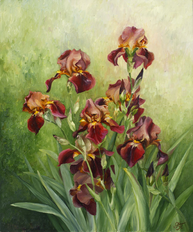 Ирисы в саду