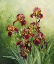 Ирисы в саду