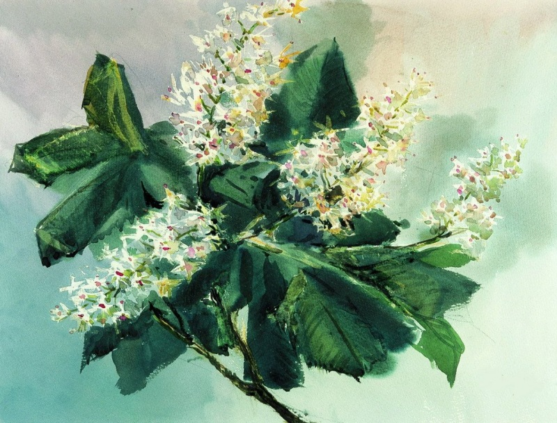 Цветущий каштан