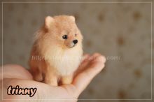 Микро-шпиц Петруша