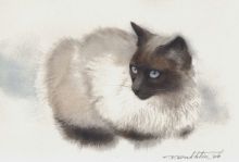 Юная сиамистка