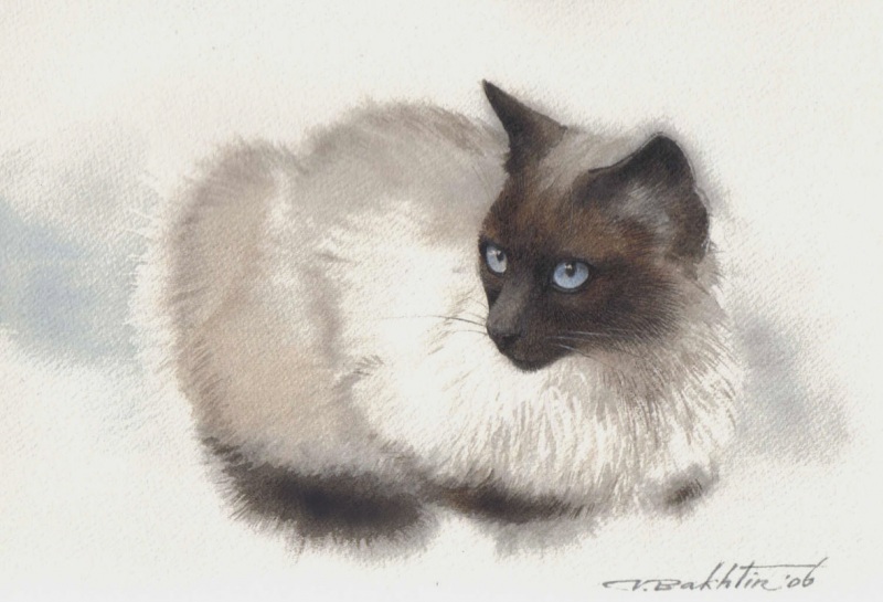 Юная сиамистка