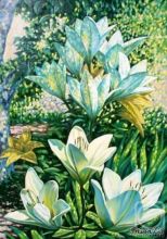 Лилии для Натули