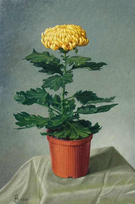 Хризантема желтая