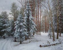 Зимой в лесу