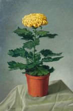 Хризантема желтая