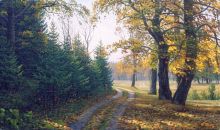 Дорога у опушки. Осень