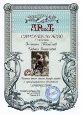 Зиганшин (Тенькаев) Кирилл Витальевич