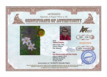 The Hemerocallis and the Castor