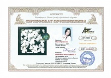 Бабочки в белых цветах 2