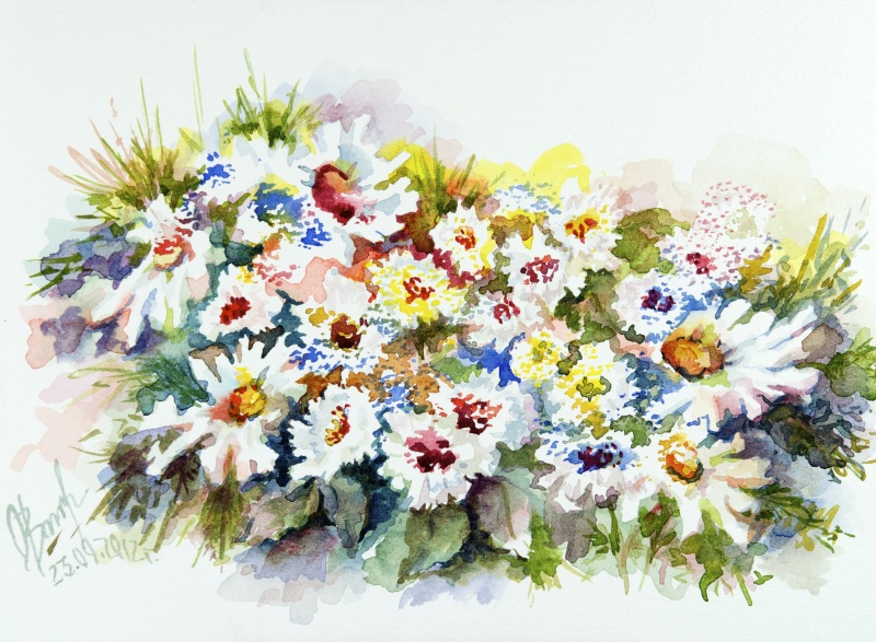 Маргаритки