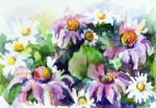 Розовые ромашки