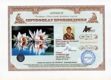 Нимфейная пара