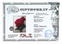 Красные розы 2