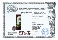 Magnificent Tulips II